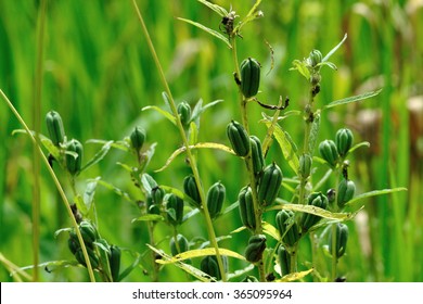  Fresh Sesame Plant Field