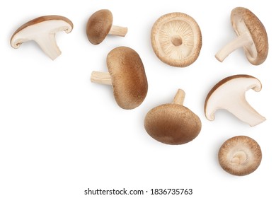 Fresh Shiitake mushroom isolated on white background with clipping path. Top view with copy space for your text. Flat lay