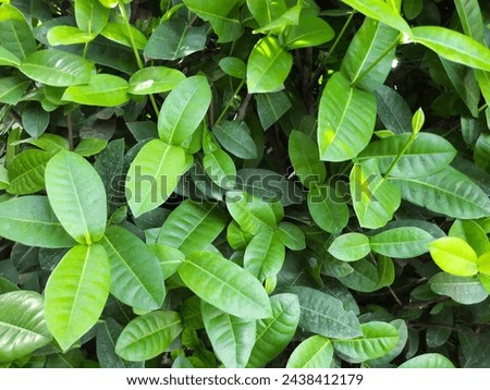 Fresh shiny green leaves texture background. Ixora plant or Jungle geranium