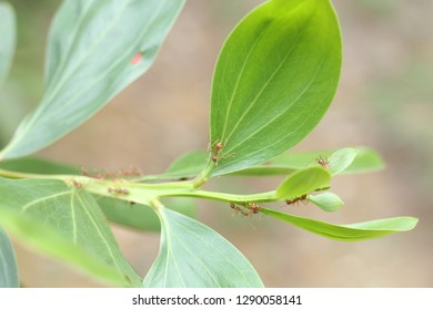 fresh shoots of acacia leaves with ants on it