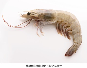 Fresh Shrimp On White Background