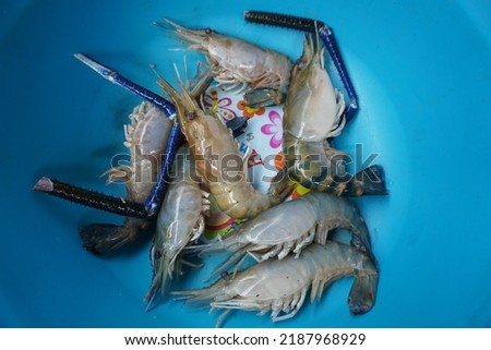 Fresh shrimp placed in a blue plate ready to cook in Tom Yum menu, Tom Yum Kung menu from Thailand.