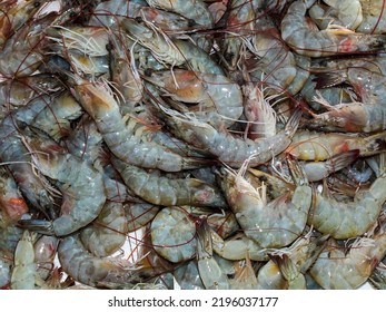 10 Peixes fundo mar Images, Stock Photos & Vectors | Shutterstock