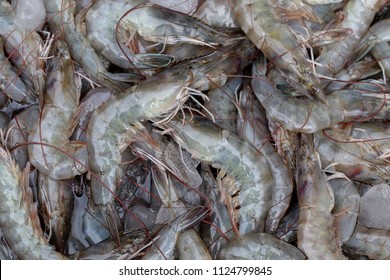 Fresh Shrimp White Litopenaeus Vannamei Imports Stock Photo 1124799845 