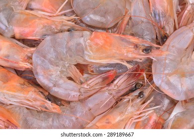 Fresh Shrimps