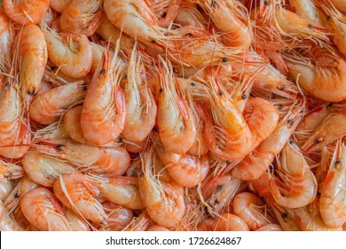 Fresh Shrimps Background Texture. A Group Of Cooked Sea Shrimp. Seafoood In Odessa Market. Sea Products Macro. Black Sea Shrimp. Krill