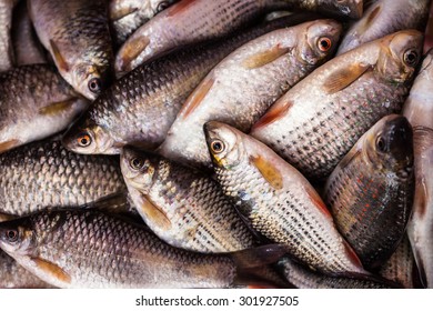 Fresh Siamese Mud Carp Prepared For Sale.