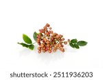 Fresh Sichuan pepper (Zanthoxylum bungeanum) with green leaf isolated on white background