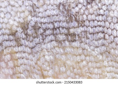 Fresh silver fish scale dotted pattern texture with uneven flakes macro for abstract wallpaper or background