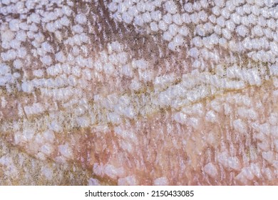 Fresh silver fish scale pattern texture with different flakes types and yellow, pink colors macro