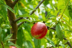 Fresh Single Nectarine Peache Growing On Branch. Fresh Organic Natural Fruit In Sun Light Blur Green Background