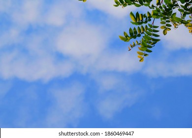 Fresh sky background, branches of star gooseberry and leaves at the top corner of the picture, blue and bright sky, footage nature, spring season background 