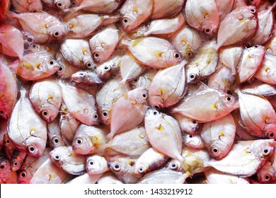 Fresh Slipmouth Fish In Grocery Market.