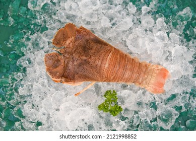 Fresh slipper lobster flathead for cooking in the seafood restaurant or seafood market, Raw flathead lobster shrimps on ice, Rock Lobster Moreton Bay Bug