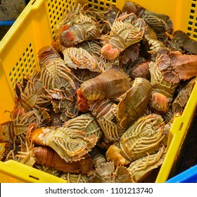 Fresh Slipper Lobster Local Market On Stock Photo 1101213740 | Shutterstock