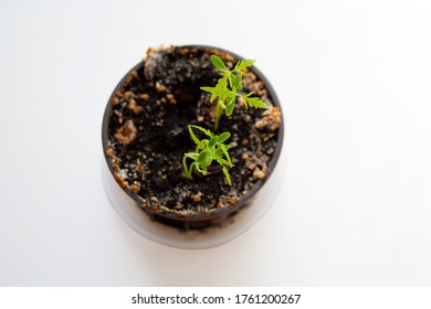 Fresh Small Plum Tree Seedlings In Plastic Pot Isolated On White Background From A High Angle View