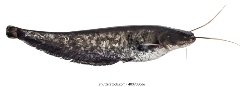 Fresh Small Sheatfish Isolated On The White Background. River Fish. Side View