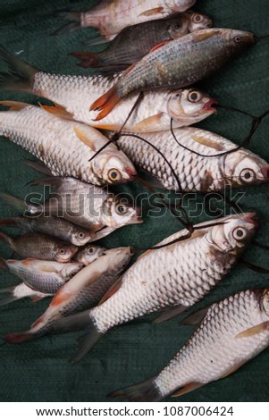 Fresh small silver fish from the Mekong river in a market.