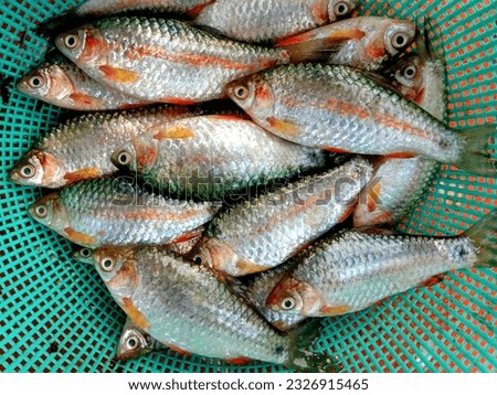 fresh small water fish nimalia or cyprinidae Putti fish