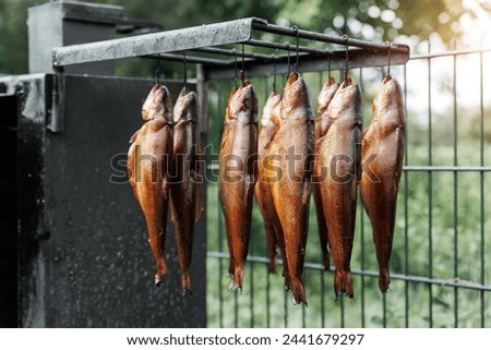 Fresh smoked rainbow trout fish hanging outdoors near smokehouse metal box. Traditional natural smoking process on wooden firewood chips. Homemade handmade hot smoke salmon