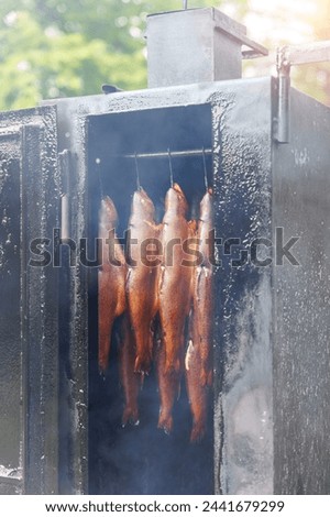 Fresh smoked rainbow trout fish hanging outdoors near smokehouse metal box. Traditional natural smoking process on wooden firewood chips. Homemade handmade hot smoke salmon