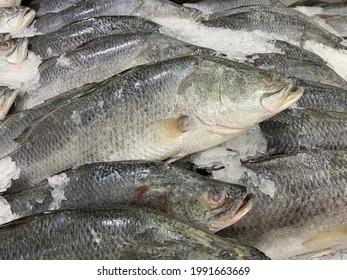 2,303 Silver Snapper Images, Stock Photos & Vectors | Shutterstock