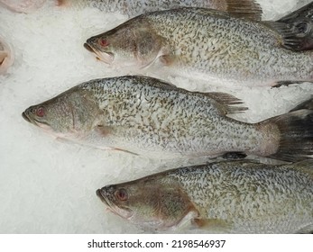 2,303 Silver Snapper Images, Stock Photos & Vectors | Shutterstock