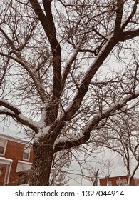 Fresh Snow In Baltimore