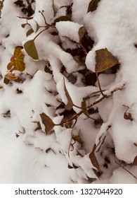 Fresh Snow In Baltimore