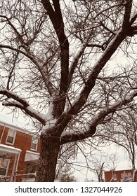 Fresh Snow In Baltimore