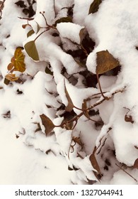 Fresh Snow In Baltimore