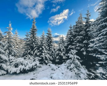 Fresh snow is blanketing tall pine trees in the forest, creating a beautiful winter scene with blue sky and white clouds - Powered by Shutterstock