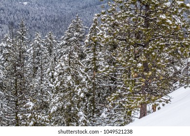 Fresh Snow On Coniferous Trees, Okanagan, BC
