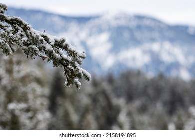 Fresh Snow On Pine Boughs With Mountains In The Background