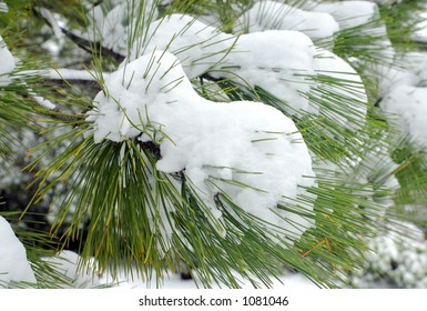 Fresh Snow On Pine Needles, Pinus Contorta