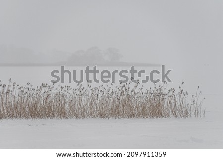 Fresh snow on reeds by the lake on misty winter day. Focus on reeds in foreground. The coastline with dry reeds. Seasonal winter atmosphere in bad, cloudy weather. Gray december landscape.