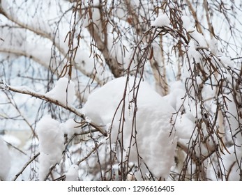Fresh snow on silver birch tree branches