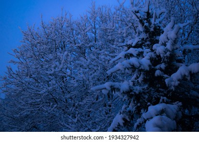 Fresh Snow On Trees At Night