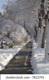 Fresh Snow On Trees And Shrubs With Shoveled Sidewalk Showing Signs Of Melting