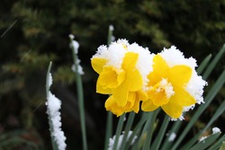 Fresh Snow On Yellow Daffodils 