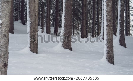 a lot of fresh snow in the spruce forest