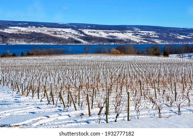 Fresh Snow And Vineyard On The Seneca Lake, In The Heart Of Finger Lakes Wine Country, New York.  Winter Scene 