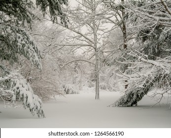 Fresh Snowfall In Monmouth Battlefield State Park In Freehold New Jersey.