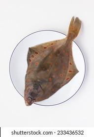 Fresh Sole Fish On The White Background