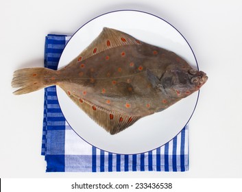 Fresh Sole Fish On The White Background