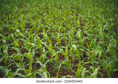 Fresh Sorghum Millet Agriculture Field Stock Photo (Edit Now ...