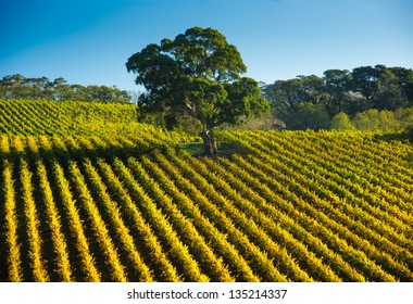 Fresh South Australian vineyard