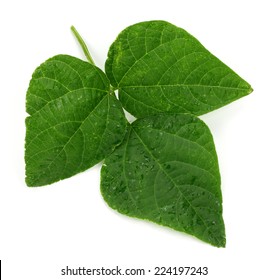 Fresh Soy Leaves Isolated On White