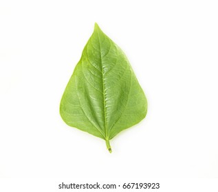 Fresh Soy Leaves Isolated On White (soybean)
