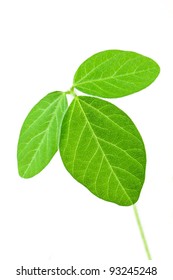 Fresh Soy Leaves Isolated On White